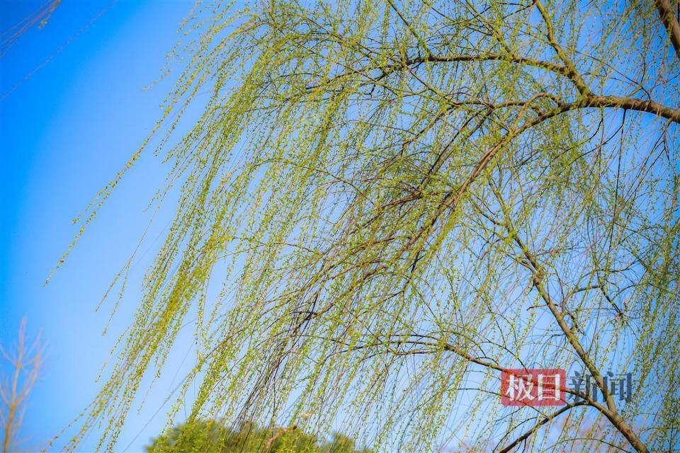春回大地垂柳发新芽迎春光