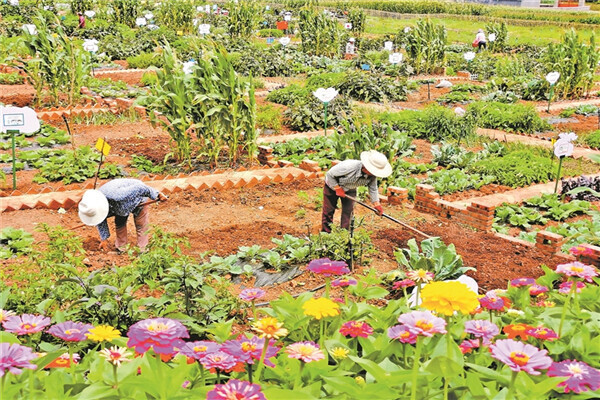 家庭农场开启致富门