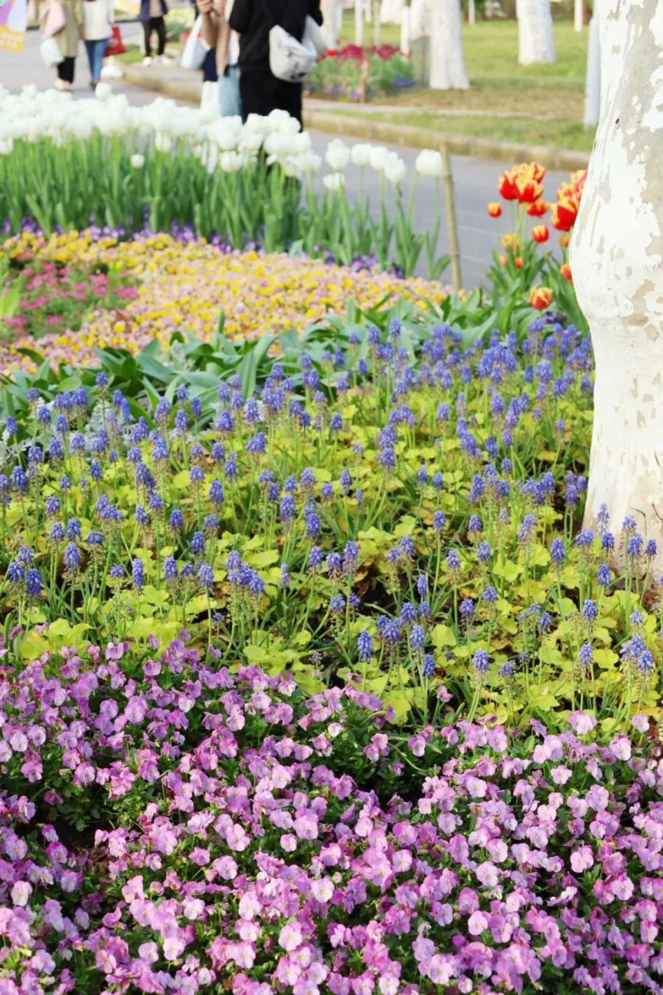 早安南京 | 在南京,体验"20分钟公园效应"