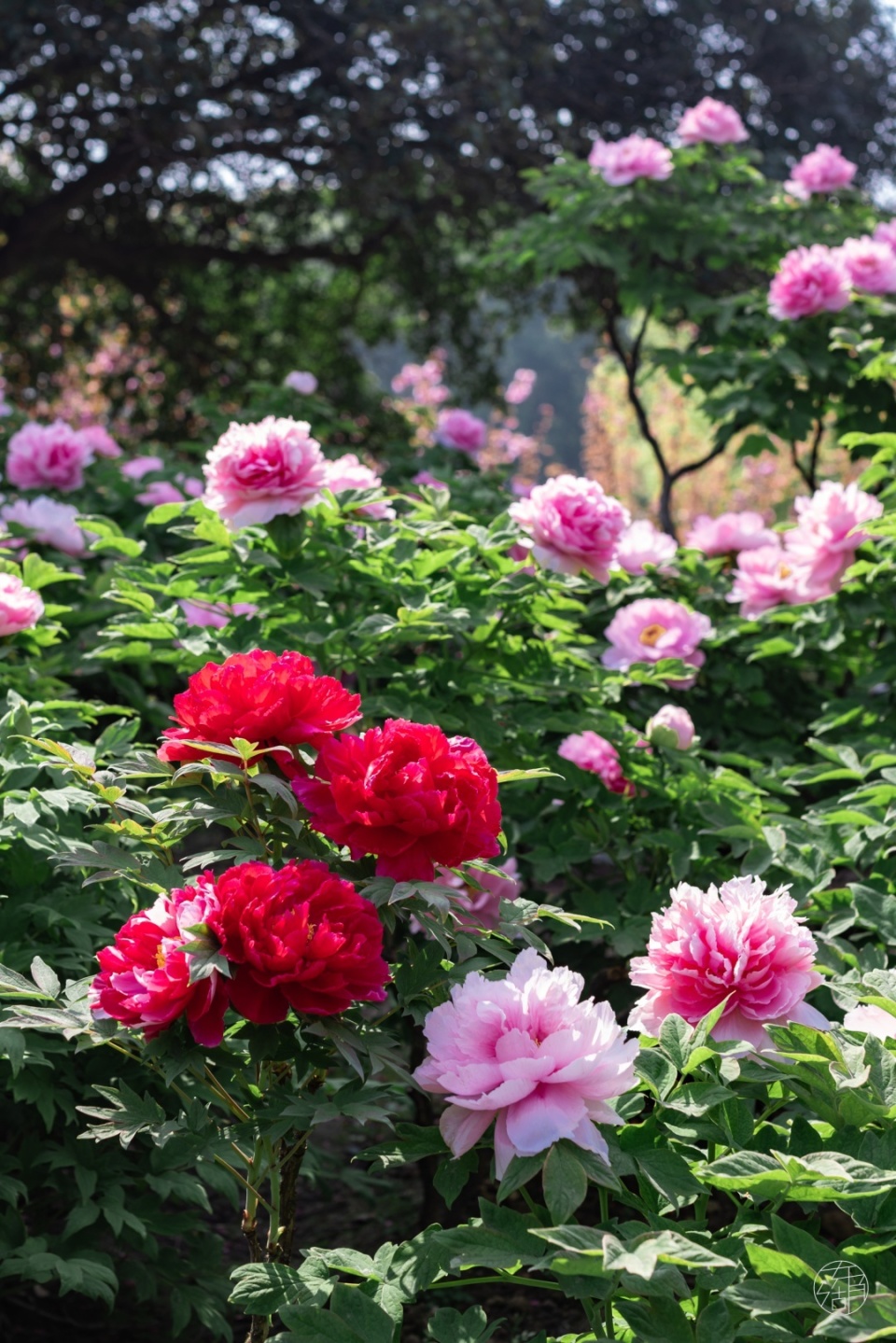 最美人间四月天,武汉东湖牡丹花海开好了!