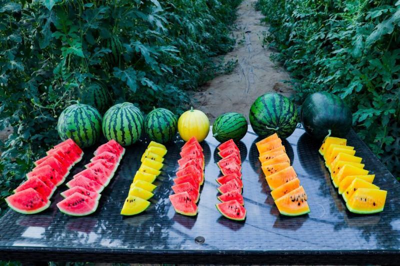 大兴区北臧村镇:"永定河"的小西瓜大产业_腾讯新闻