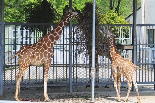 动物园喊你来认养自己的"崽" 华南虎,长颈鹿,亚洲象