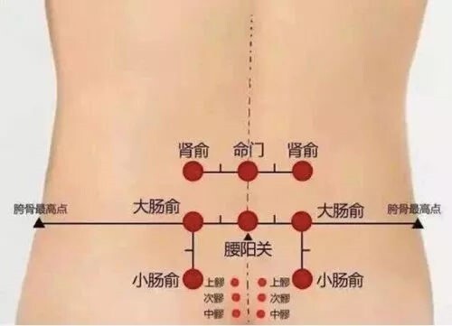 双肾区位置示意图图片