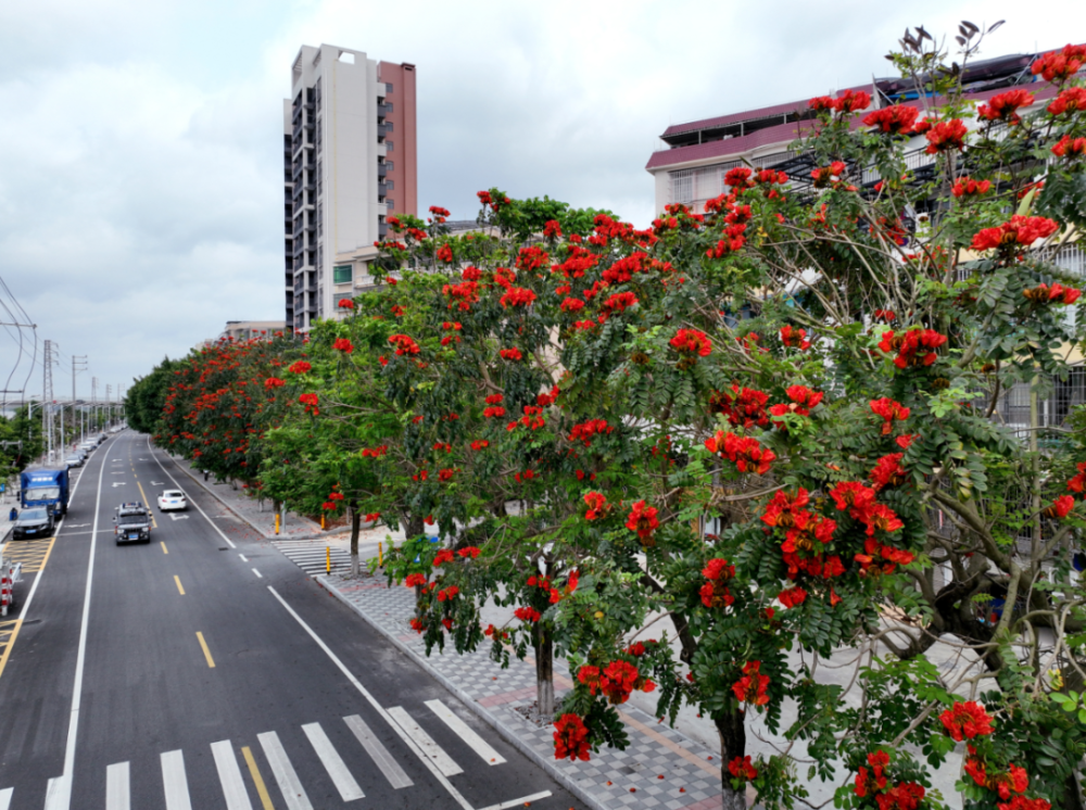 与潭江相畔火焰树绚烂夺目漫步行走沿开平市区祥龙南路鸟语如籁花正红
