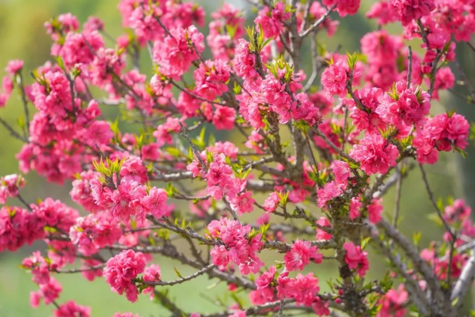 踏上重新整修后的桃花岛,映入眼帘的便是环岛周围首次盛开的碧桃花