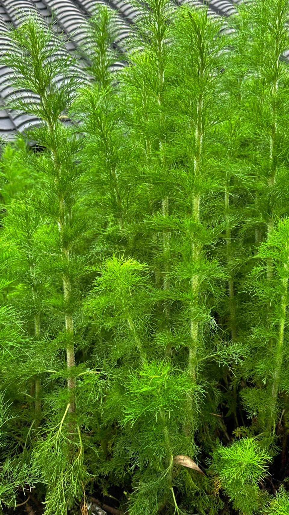 "解码"成都园|那些可看可药食的花花草草