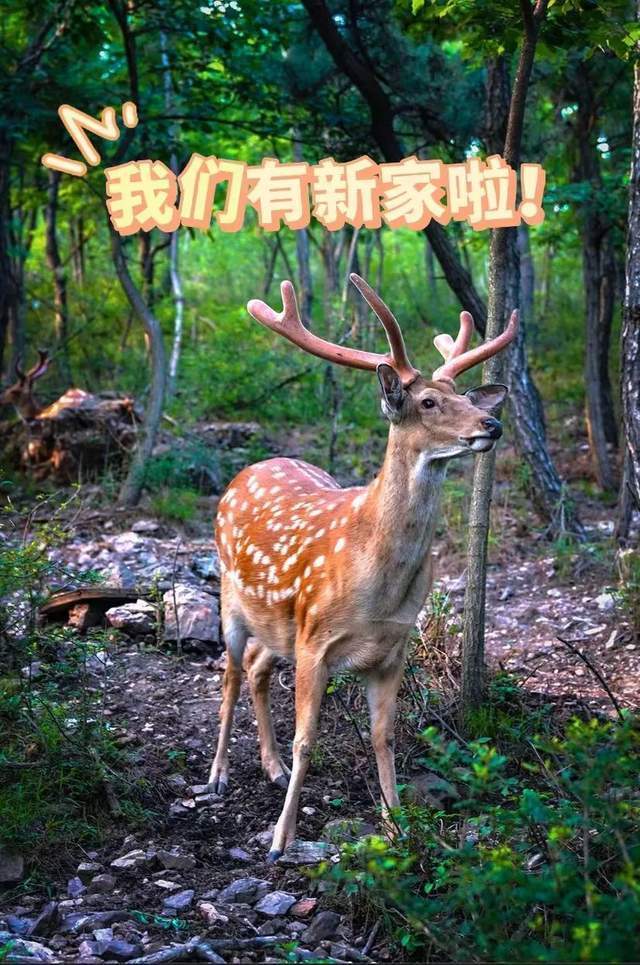 滨海鹿们有新家啦