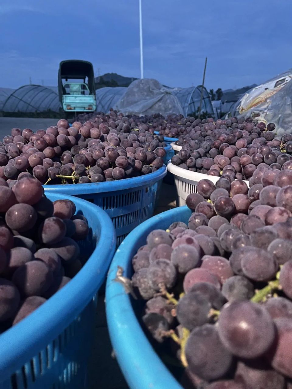 正当季的新鲜福安巨峰葡萄,"嗦"一口解暑"绝绝紫"!