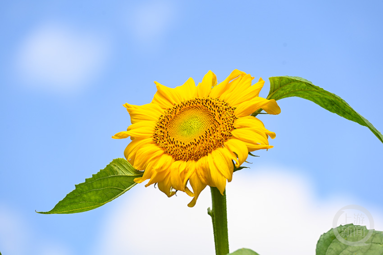 重庆园博园:三万余株向日葵竞相绽放