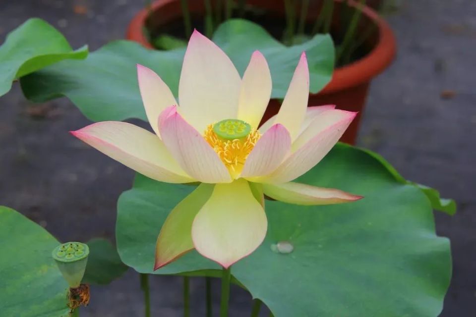 临近荷花季,你知道西湖里有多少种荷花吗?