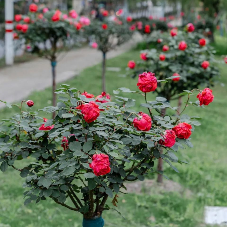 奉贤全城月季花开,这场视觉盛宴你看到了多少?