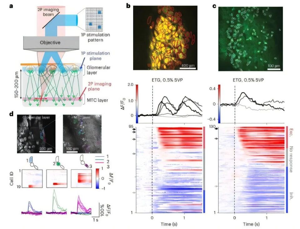 medtronic起博器怎么样追问daily ｜ Cell：为什么脸上受伤不易留疤？神经元并非只靠糖分运作；脑积水实为脉动能量吸收障碍所致_https://www.jmylbn.com_新闻资讯_第5张