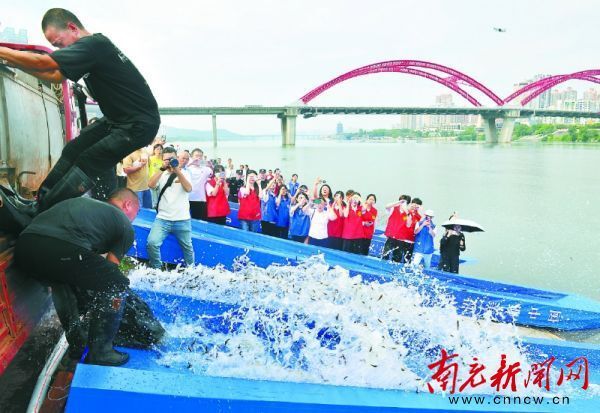 全国"放鱼日" 南充82万尾鱼儿放流嘉陵江