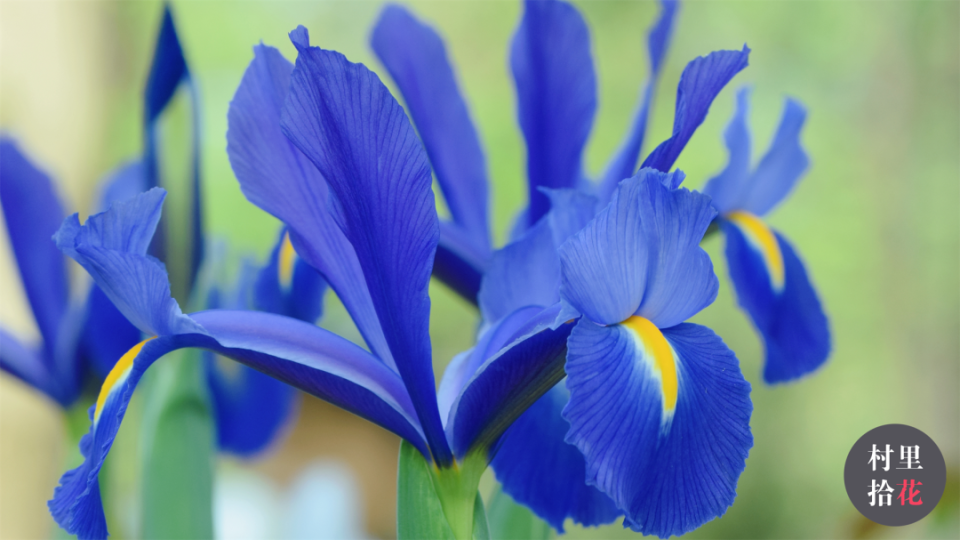 拍都拍了,分享三种不一样的鸢尾花.