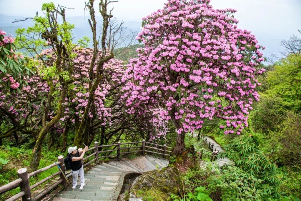 当前峨眉山的高山杜鹃正值盛花期喜欢的游客不妨抓