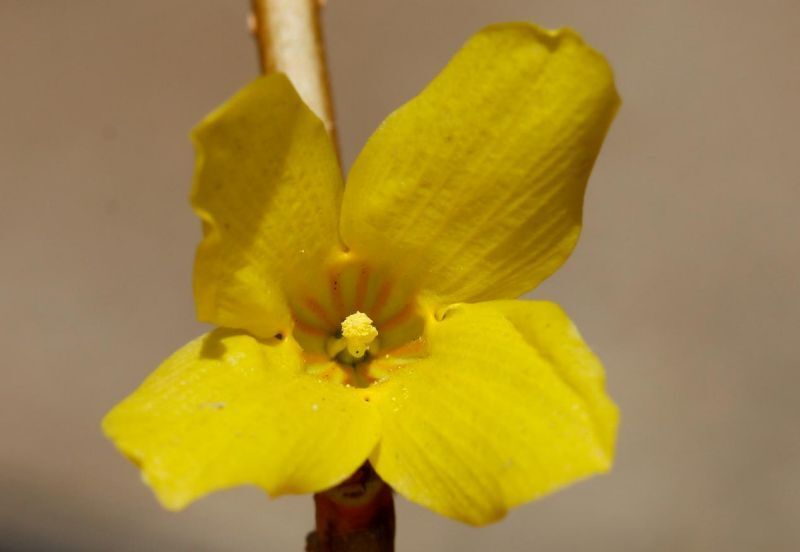 为健康护航的早春"使者":连翘