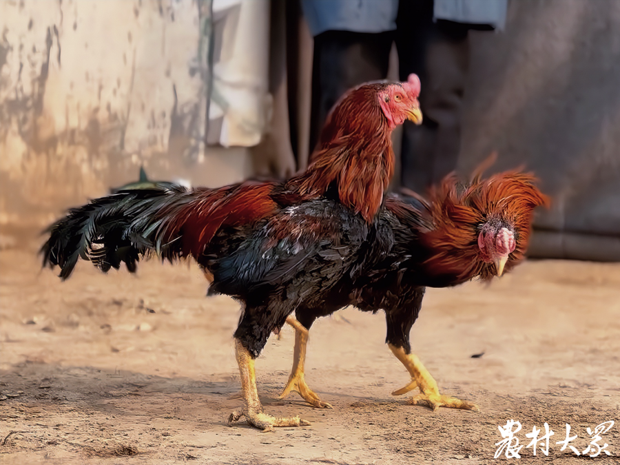 破壳就开打的鲁西斗鸡冲上了餐桌