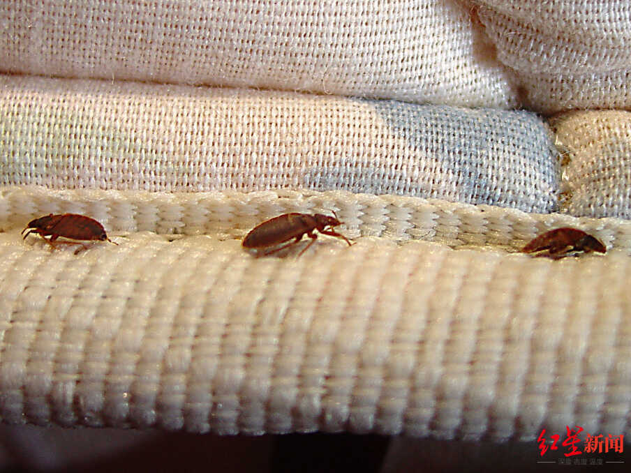 床虱危机为何席卷全球?吸食人血量是蚊子的7倍!