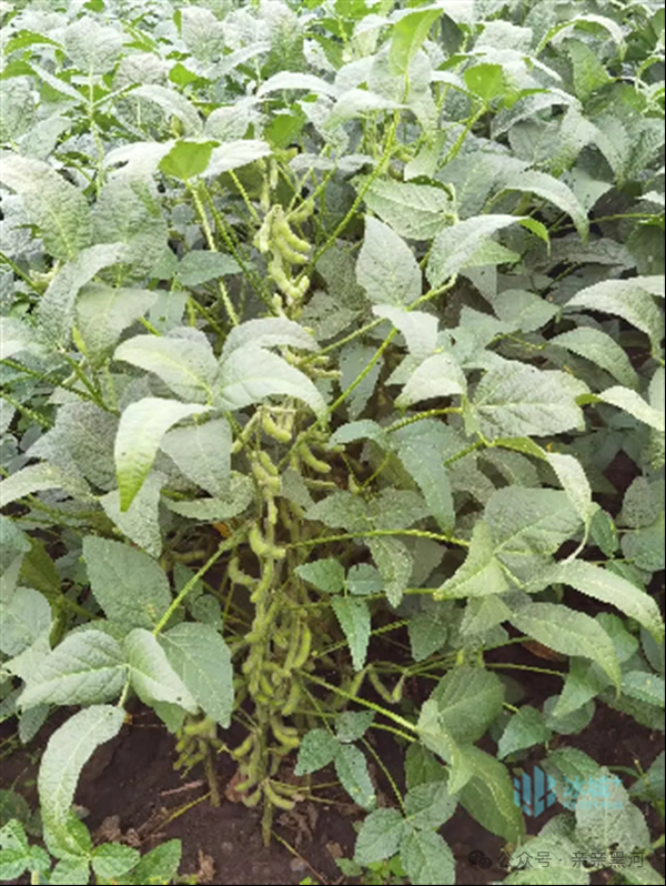 "大豆黑河43"入选农业农村部2024年农业主导品种