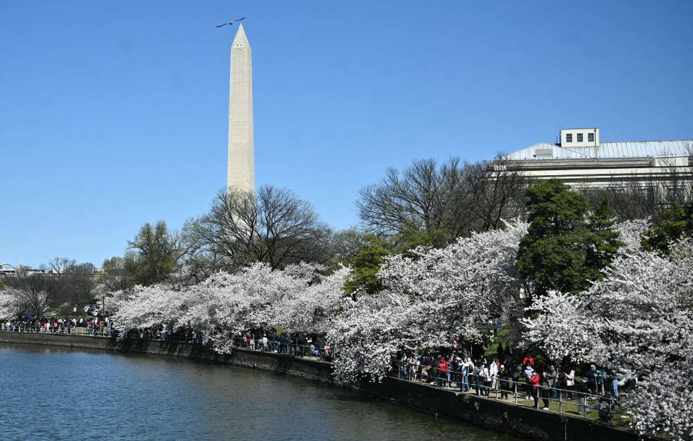 美国华盛顿樱花盛放_腾讯新闻