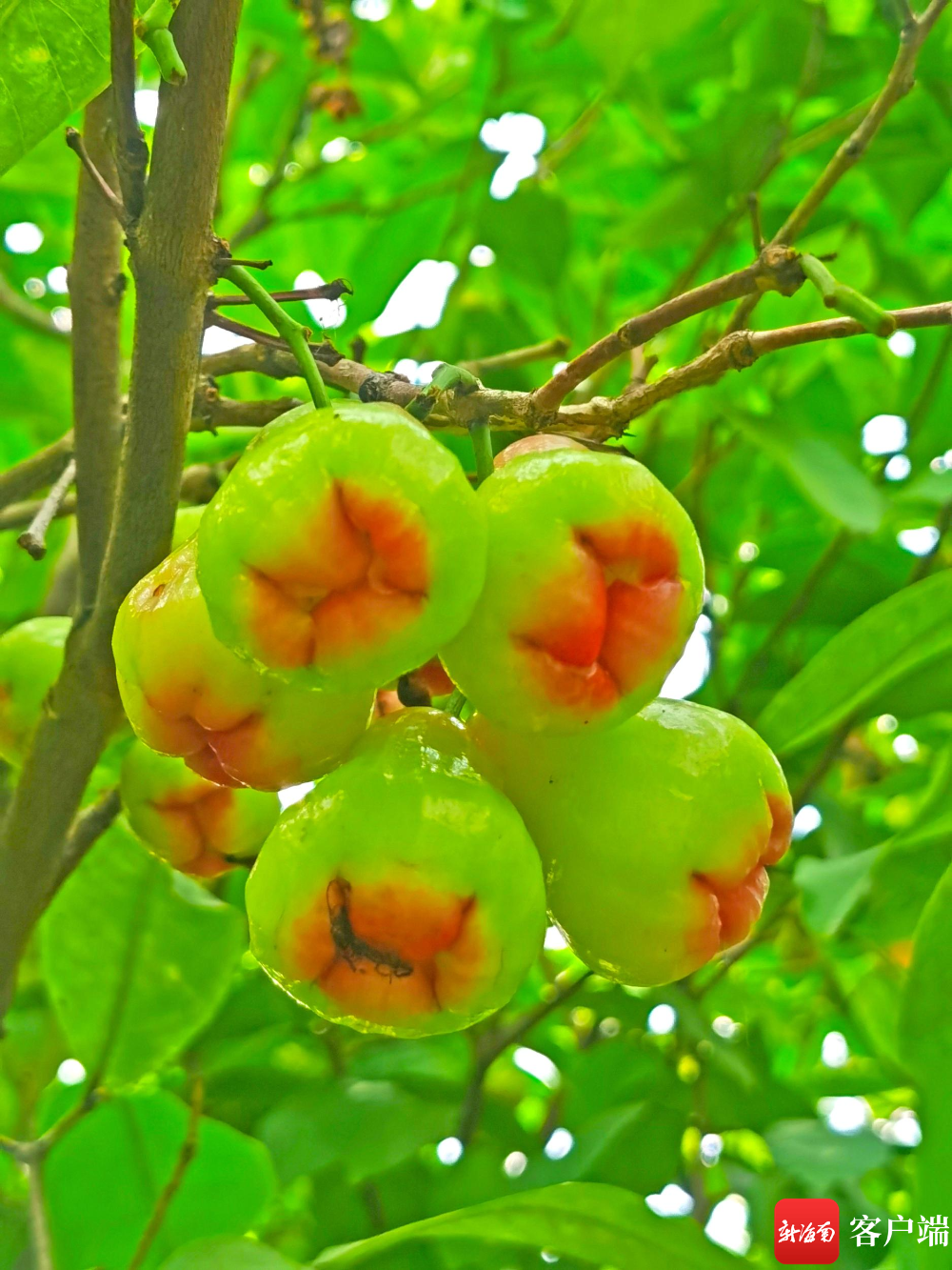 原创组图五月海口花果飘香