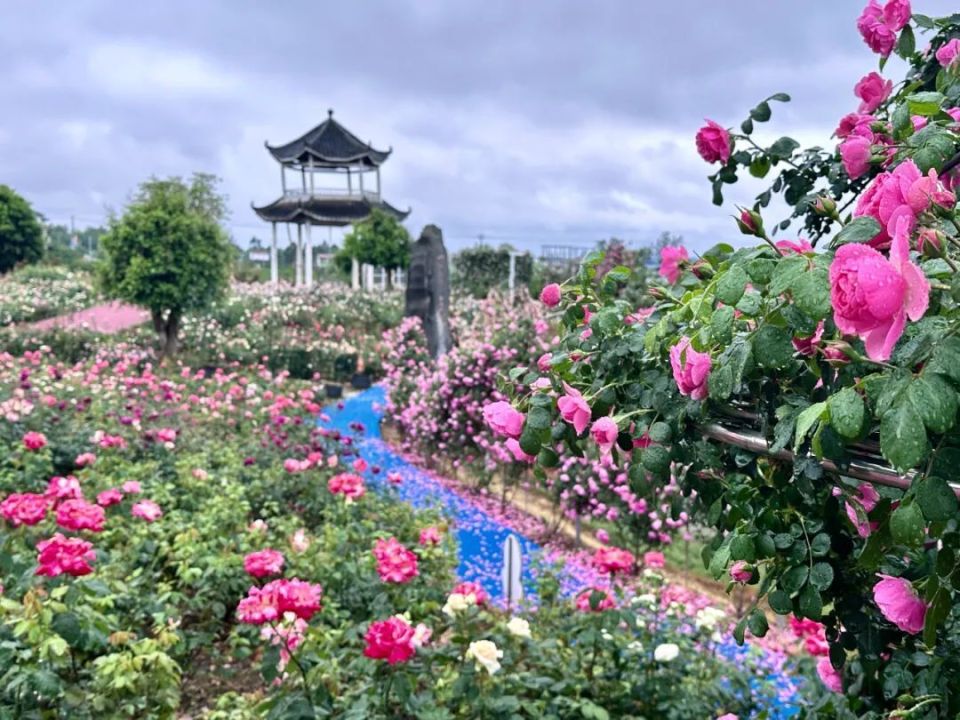 蓬溪天福万象花海电话图片