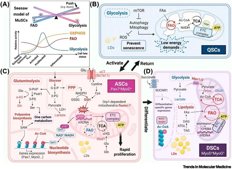 浙江大学王迪/池哲勖团队Trends in Molecular Medicine综述 | 多层代谢网络调控组织损伤修复_腾讯新闻