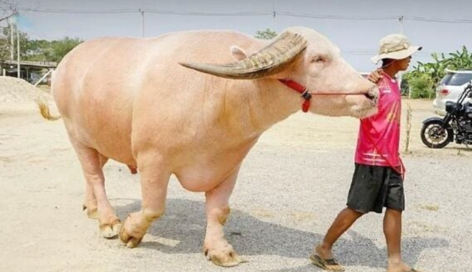 通体白色还演过热门电视剧,泰国网红水牛以363万高价被卖出