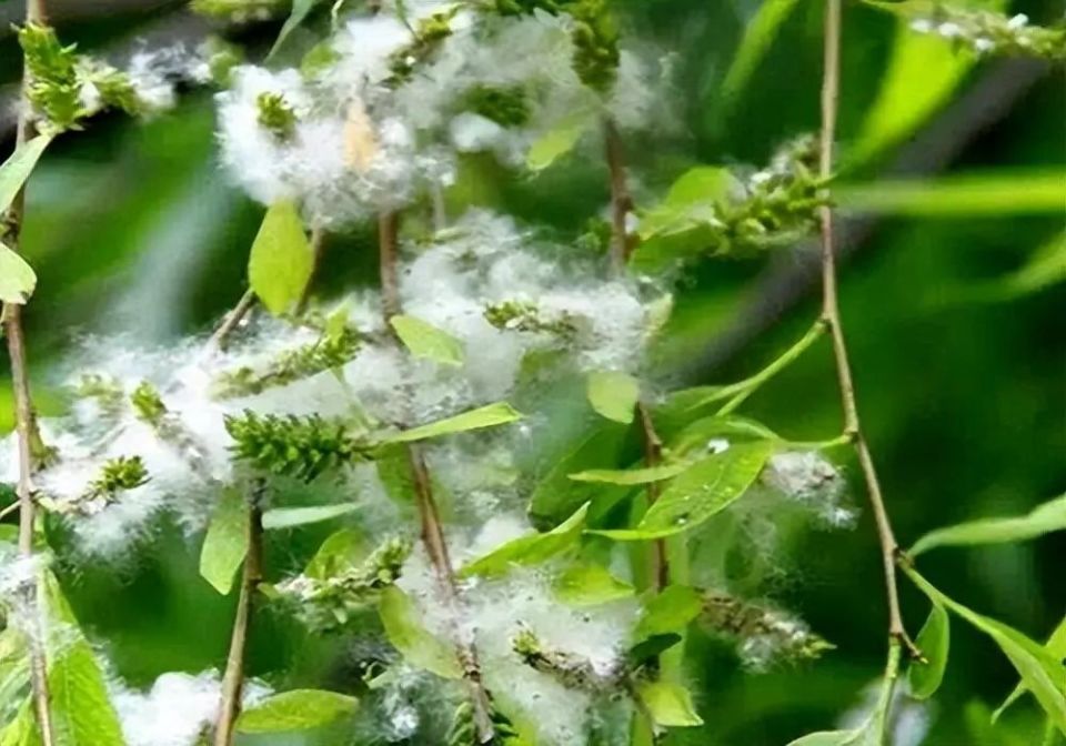 四首杨花柳絮诗歌,如雪似雾,潇潇洒洒_腾讯新闻