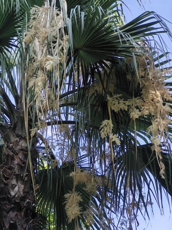 青山公园移植23年的老人葵开花了