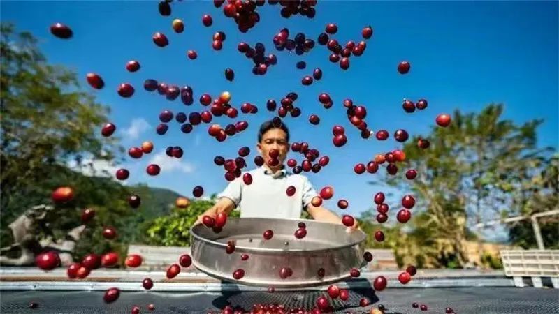【普洱文旅】普洱暑期研学之旅 | 远山树林的味道——普洱精品咖啡