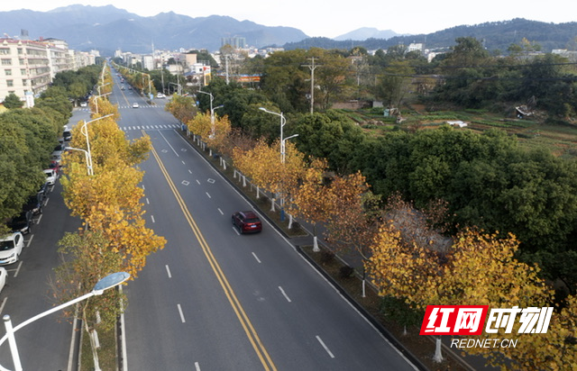 12月8日在湖南省資興市陽安路拍攝的梧桐美景.