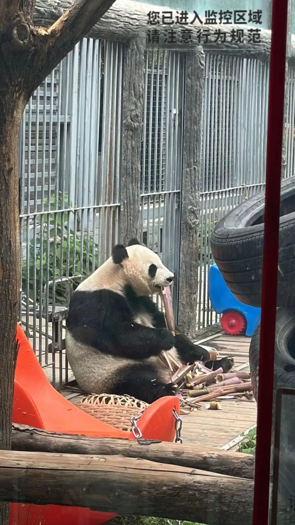 在北京动物园直播"顶流"熊猫有规矩,违规三次就禁播