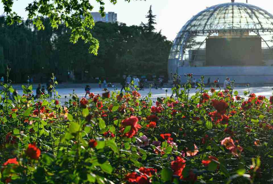 热烈绽放,娇艳欲滴!绿城广场月季花绽放美景如画