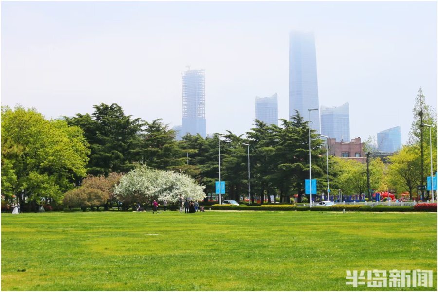 点燃假日浪漫白色花海惊艳绿色草坪清新汇泉广场拍照新人增多