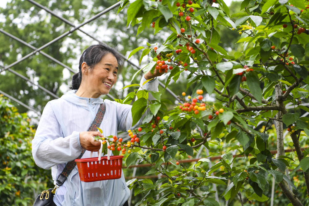 重庆璧山:樱桃采摘正当时