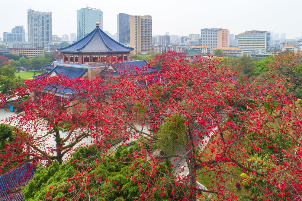 读懂广州·粤韵|木棉花开满城红,浓须大面好英雄_腾讯新闻