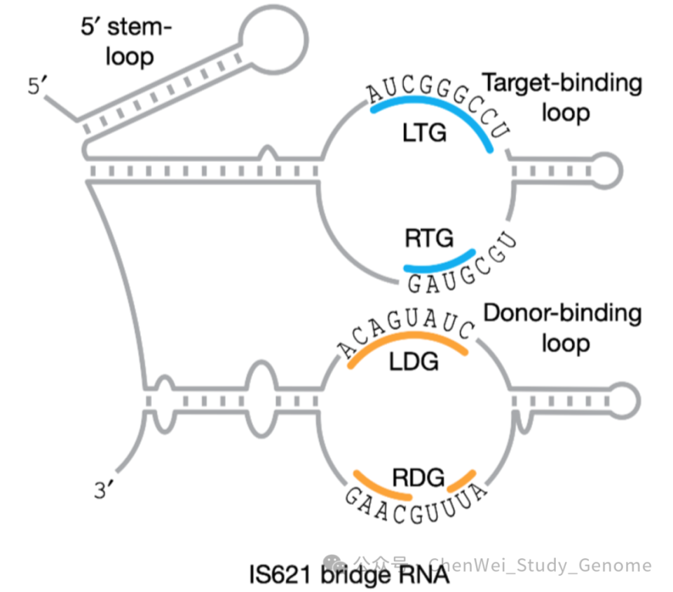 陈巍学基因】视频131：Bridge RNA 做基因编辑-腾讯新闻