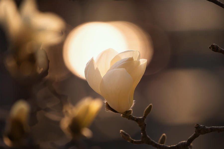 山东好景大明湖春风拂柳玉兰花开