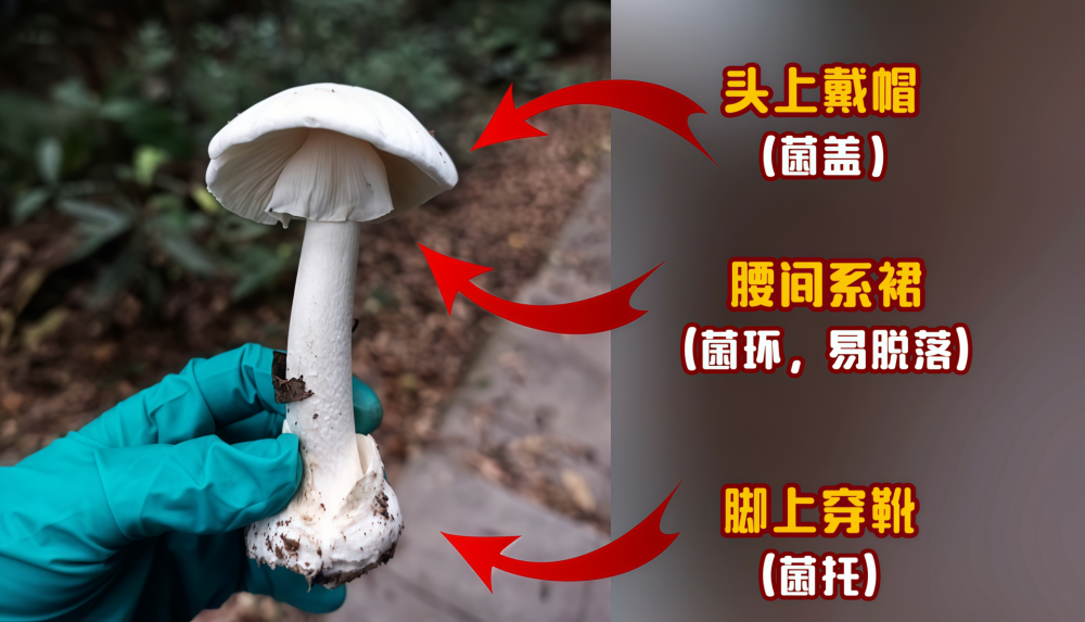 野生蘑菇不要采！深圳已报告2起自行采食中毒事件_腾讯新闻