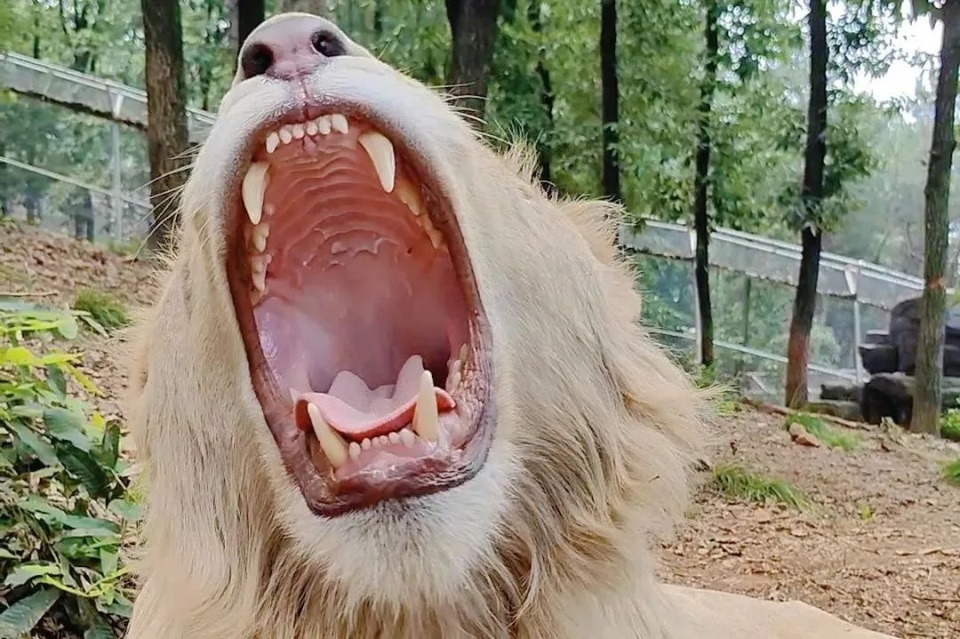 逛完一圈,心情愉悦,还能收获一堆萌趣的表情包.