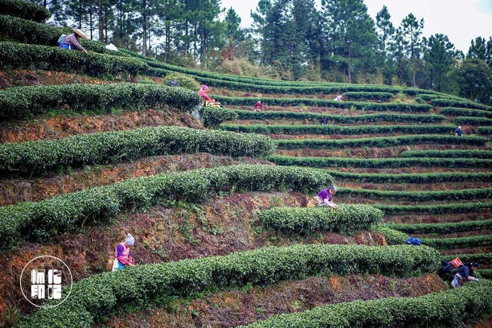 赴一场怀化茶山的春之约_腾讯新闻