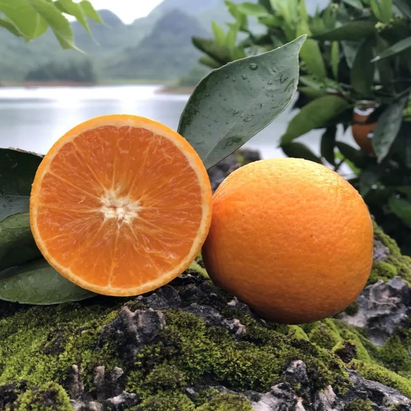 清爽橙香 淡淡蜜味!江永夏橙,真的可以