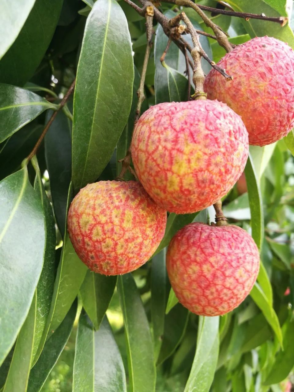 广州荔枝的鲜甜暴击,再等就要馋一年!