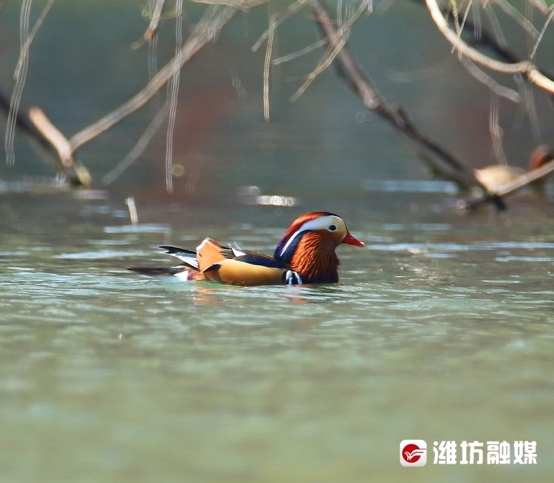 追鸟 | 快看,春暖花开鸳鸯来