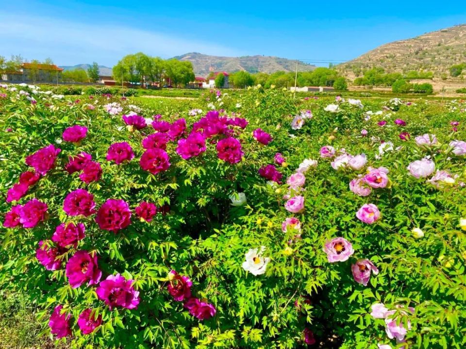临洮曹家坪牡丹园