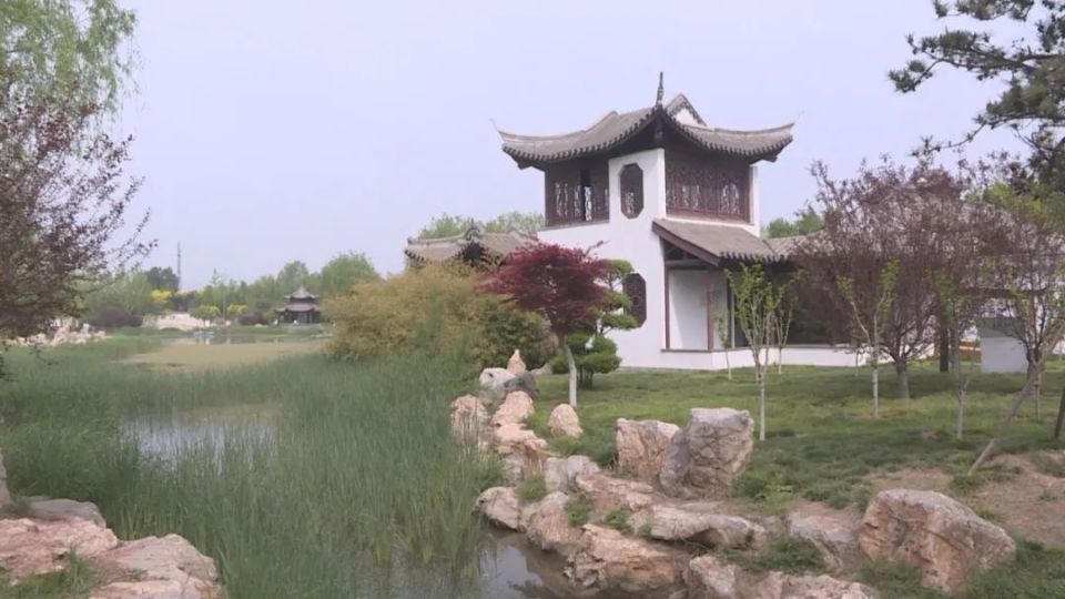 石家庄兴华公园:牡丹花开动藁城 冠绝群芳醉游人