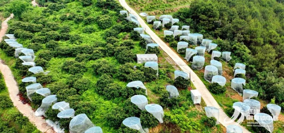 夏坝镇的杨梅熟了!