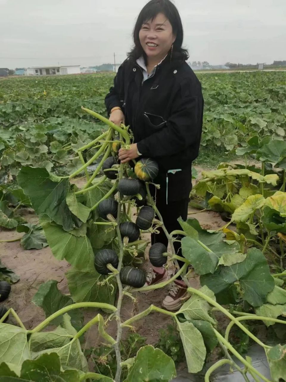 合作社负责人刘海燕整合了柳子圪旦村和隔壁乌兰村的857亩土地,统一