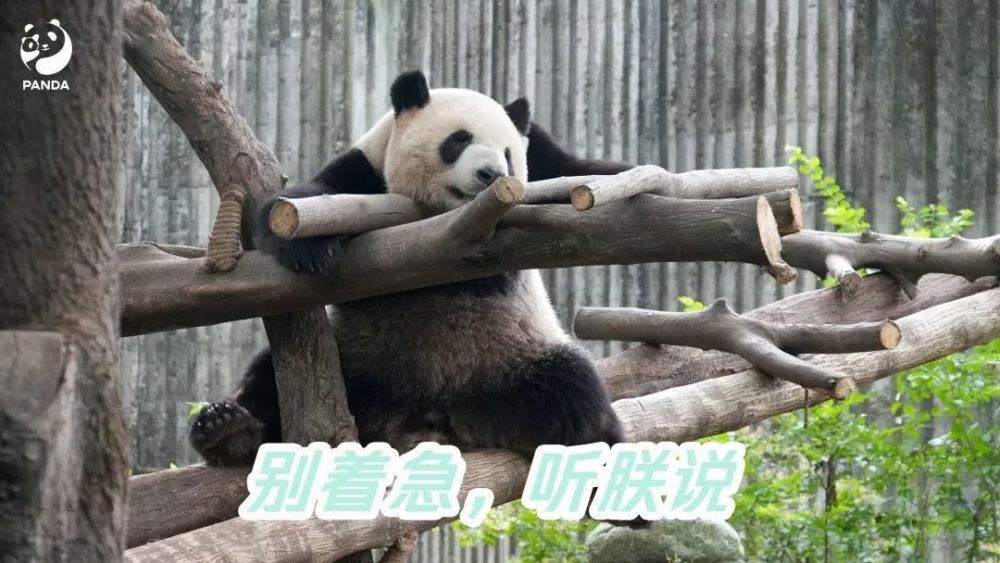 成都大熊猫繁育研究基地回应“香格患病”：处于发情期＋脱毛季